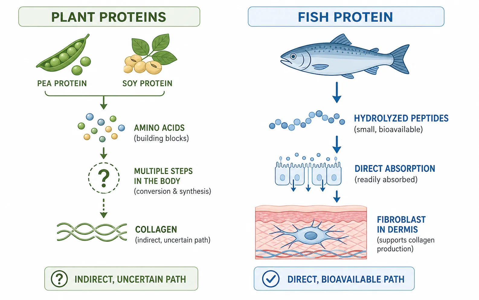 Schéma comparatif : mécanisme d'action du VeCollal® (acides aminés précurseurs) versus collagène hydrolysé type I (peptides directement absorbables par les fibroblastes)